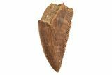Serrated, Raptor Tooth - Real Dinosaur Tooth #213751-1